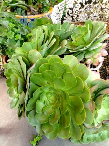 Succulents for sale at Alameda Flea Market