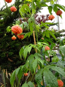 Chinese Paper Lantern Plant for sale at Moss Landing Antique Faire