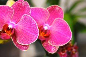 orchid