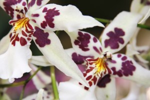 orchid:white