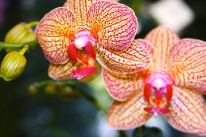 stripe orchid