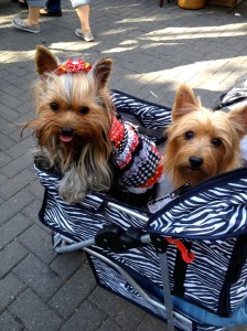 yorkies in cart