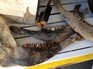 Longhorn Steer Jawbones