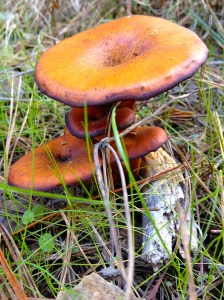 coastal/mushroom